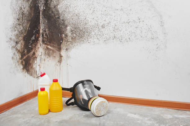 Best Kitchen Mold Remediation in Despard, WV