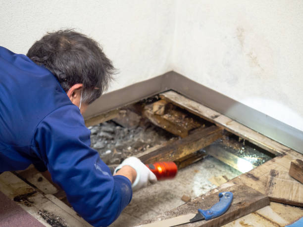 Trusted Despard, WV Mold Remediation Experts