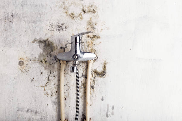 Best Emergency Mold Remediation in Despard, WV