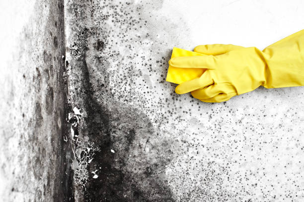 Best Mold Remediation for Specific Building Types in Despard, WV