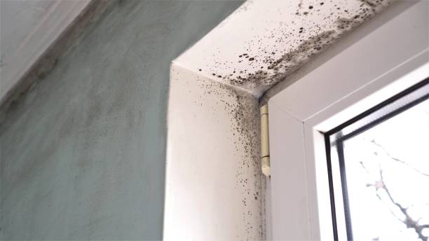 Best Post-Remediation Services in Despard, WV