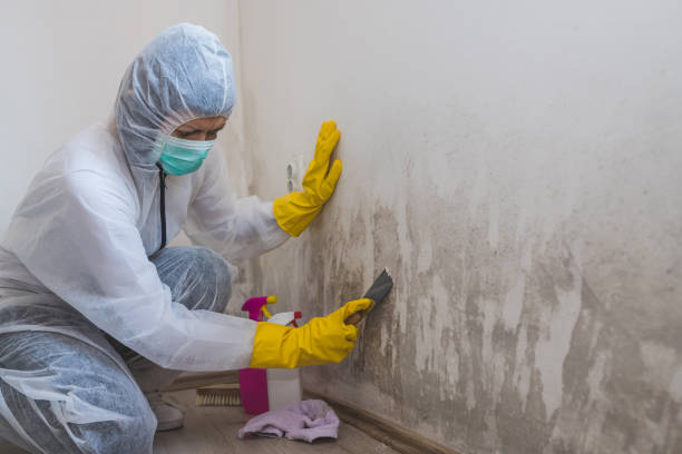Best Mold Testing and Inspection Services in Despard, WV
