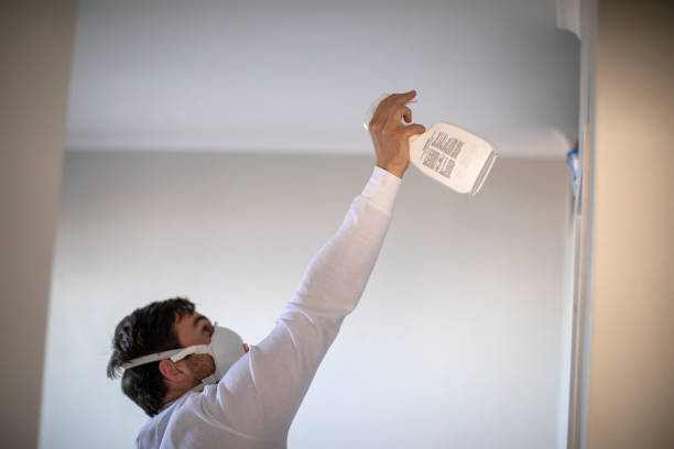 Best Basement Mold Remediation in Despard, WV