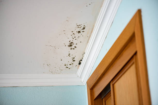 Best Mold Testing and Inspection Services in Despard, WV