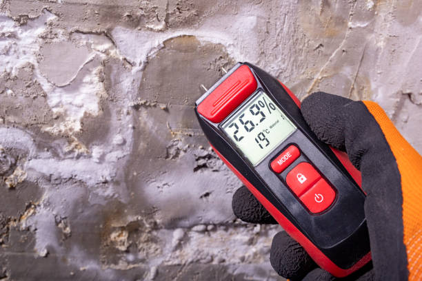 Best Commercial Mold Remediation in Despard, WV