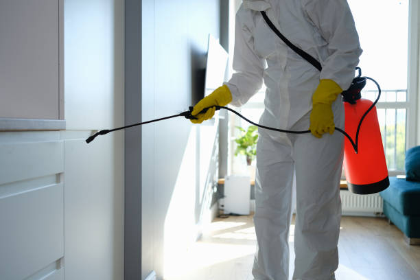 Best Basement Mold Remediation in Despard, WV