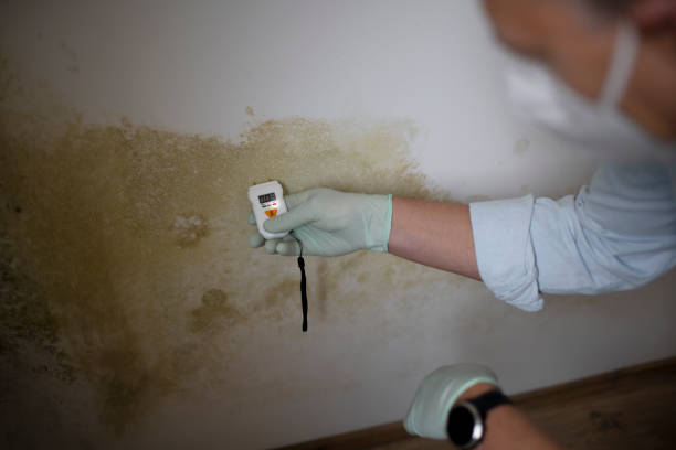 Best Crawl Space Mold Remediation in Despard, WV
