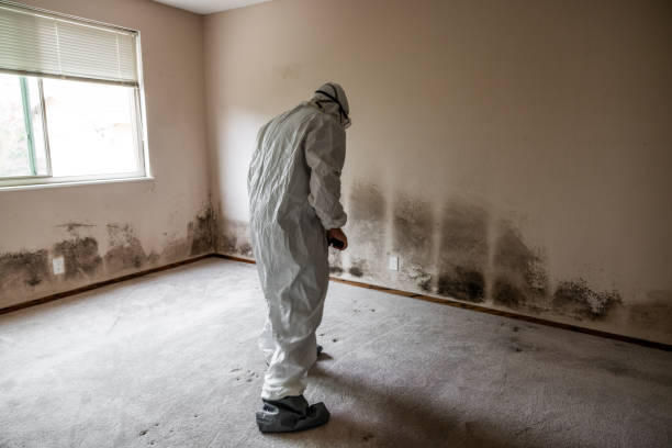 Best White Mold Remediation in Despard, WV