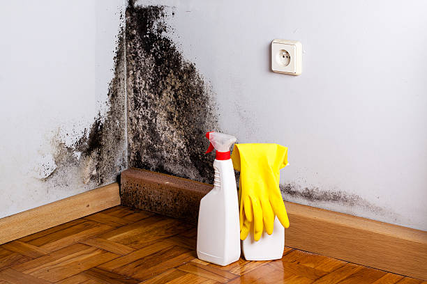 Best Industrial Mold Remediation in Despard, WV